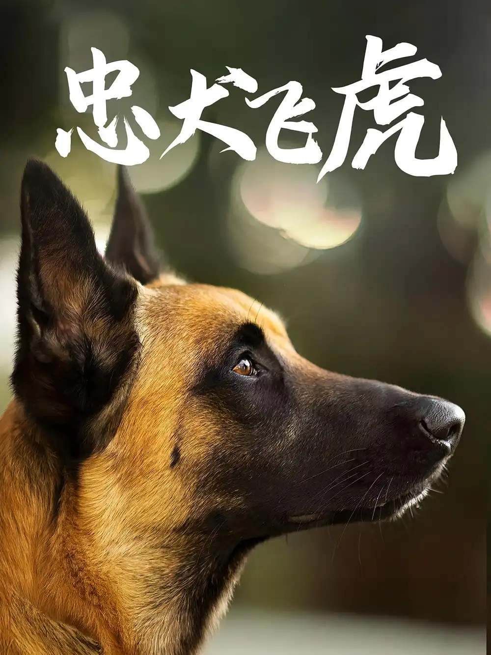 短剧《忠犬飞虎》完整版全集免费观看